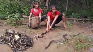 A lot snake in the rainforest Catch snake for survival food  Snake soup spicy Eating delicious [upl. by Anett]