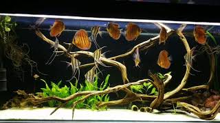 Altum amp Discus feeding 1 [upl. by Goeselt]