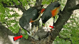 Small minivet bird feeding her baby AnimalsandBirds107 [upl. by Eloccin510]