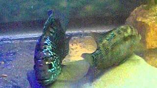 Jack Dempsey pair laying eggs [upl. by Baler]