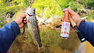 Tiger Trout Catch amp Cook at the Creek Fried in hot sauce [upl. by Edelson]