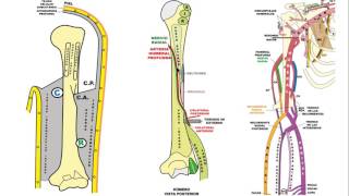 NERVIO RADIAL [upl. by Arfihs]