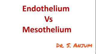 Endothelium vs Mesothelium [upl. by Gothard100]