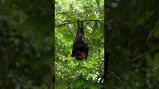 Navigatie van de vleerhond🦇 zoo natuur [upl. by Enorej278]