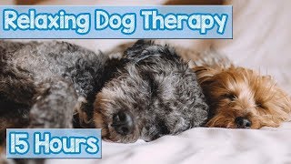 NEW IMPROVED Relaxing Music for Dogs Calm Your Energetic Dog with this Soothing Music 2018 🐕💤 [upl. by Ear683]