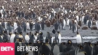 That Time A Homewrecker Penguin Video Went Viral [upl. by Nawtna]