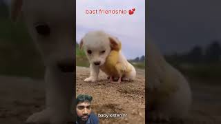 Dog and tortoise video 🐕funny cute dog comedy music song bestfriendypets doglover [upl. by Notnil728]