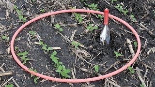 Early Soybean Stand Assessment Drilled Rows [upl. by Ayifa]