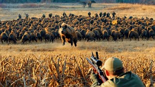 How Do Hunters And American Farmers Deal With Millions Of Wild Boars With Guns And Traps [upl. by Nalliuq]