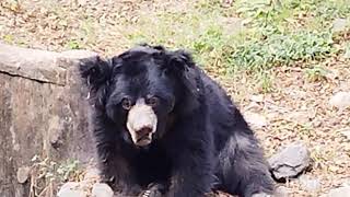 Alipore zoo kolkata [upl. by Annwahsal]