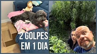 Escada para o Arqui cachorro  cortamos o mato do jardim de inferno [upl. by Tare]