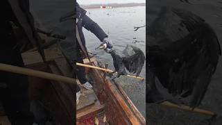 Fishing with cormorant 🦤🐟 PART 36 fishing shorts [upl. by Shevlo768]