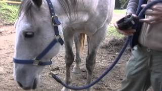 Essential oils for horses sarcoid [upl. by Sewel738]