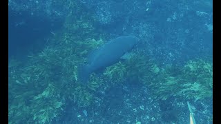 RARE Rottnest Island HUGE Qld Grouper Raw Footage [upl. by Kristy]