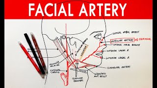 Facial Artery  Origin course branches  Anatomy Tutorial [upl. by Leslee]