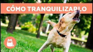 Cómo CALMAR a un PERRO ASUSTADO 🐶✅ 6 Consejos para Tranquilizarlo [upl. by Cob772]