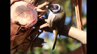 Strong Billed Honeyeater call [upl. by Edgell]