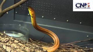 Everglades Rat Snake  in HD [upl. by Krystin842]