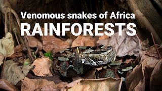 The venomous snakes of Africa  RAINFORESTS Forest cobra Green mamba bush vipers Gaboon viper [upl. by Eizzil123]