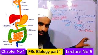 Organ Organ System Level Class 11 in Urdu Hindi  1st year Biology  Lecture series  Fsc part 1 [upl. by Fiann]