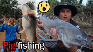 Caught a pigfish in the Moei River for the first time [upl. by Ereynihc]