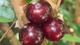 മര മുന്തിരി പഴുത്തപ്പോൾ 🍇🍇🍇 Jaboticaba Fruits Ripe [upl. by Yssak]