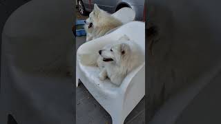 Two Samoyeds relaxing in their chairs dogshorts [upl. by Hyde]