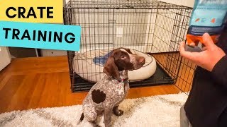 Introducing the CRATE to a puppy  German Shorthaired Pointer [upl. by Aurie747]