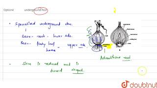 Bulb of Allium cepa onion is [upl. by Asiulairam]