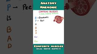 Composite Muscles  mnemonic  Anatomy  shorts [upl. by Stubbs]