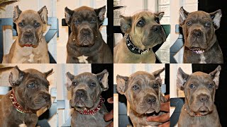 17 cane corso puppies  our import litter plus our 6 week old pups [upl. by Crowns]