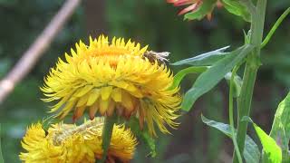 Abejas primavera hemisferio sur Chile [upl. by Akelam]