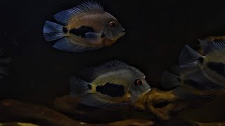 Uaru cichlid with Guianacara tank udfishroom [upl. by Yehus]