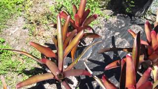 Neoregelia cruenta cv Explosion full sun landscape bromeliad [upl. by Giffard]