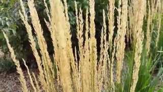 When Is The Best Time to Cut Back Karl Foerster Feather Reed Grass [upl. by Lechner16]