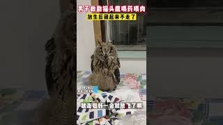 男子救助猫头鹰喂药喂肉，放生后居然藏起来不走了搞笑 萌宠 动物 [upl. by Bret]