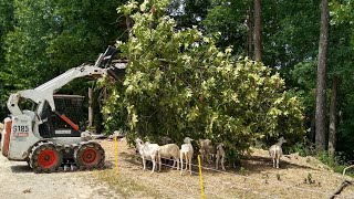 Hillbilly Sheep Feed [upl. by Lubbock]