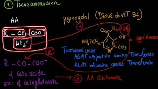 Dégradation des acides aminés [upl. by Mcadams173]