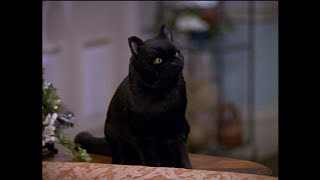 Sabrina the Teenage Witch  Salem pronouncing quotokayquot in an amusing way [upl. by Uzzi]