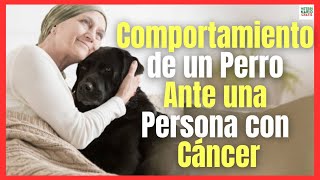 ❤️‍🩹 COMPORTAMIENTO DE UN PERRO ANTE UNA PERSONA CON CÁNCER ❤️‍🩹 [upl. by Annahs532]