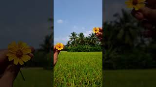 Hoovina banadante yarigu kanadantenature love youtubeshorts youtube kannada [upl. by Enilemme377]