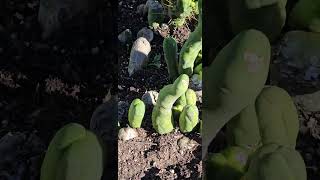 Farm of Penis cactusTrichocereus bridgesii forma monstrose [upl. by Banna]