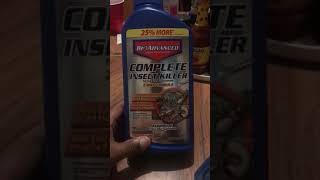 How to get rid of annoying STINK BUGS and BOXELDER BUGS along with other pests KillStinkBugs [upl. by Xirdnek]