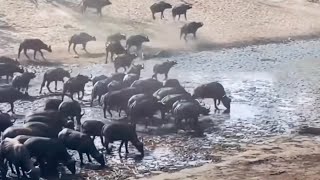 Amazing chase by group of lions amp buffaloes [upl. by Cherri628]