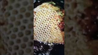 honey bee asmrshortvedio satisfyingvedeos [upl. by Amalia]