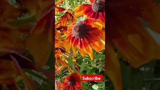 rudbeckia beautifulflowersintheworld garden nature gardening asmr [upl. by Derreg756]