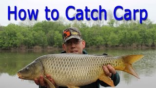 How to Catch Carp  for Beginners [upl. by Leamse204]