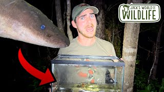 WEIRDEST Animal EVER Threetoed AMPHIUMA [upl. by Toddie]