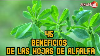 45 Beneficos de las Hojas de Alfalfa [upl. by Junette]