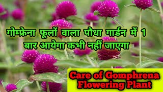 गोम्फ्रेना फूलों वाला पौधा गार्डन में 1 बार आयेगा कभी नहीं जाएगाCare of Gomphrena Flowering Plant [upl. by Aecila]